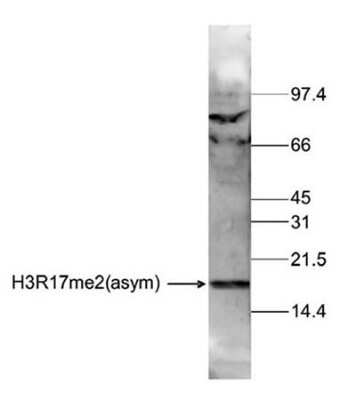 Western Blot: Histone H3 [Dimethyl Arg17] Antibody [NBP2-59162] - Histone extracts of HeLa cells (15 ug) were analysed by Western blot using the antibody against H3R17me2(asym) diluted 1:250 in TBS-Tween containing 5% skimmed milk. Observed molecular weight is ~17 kDa.